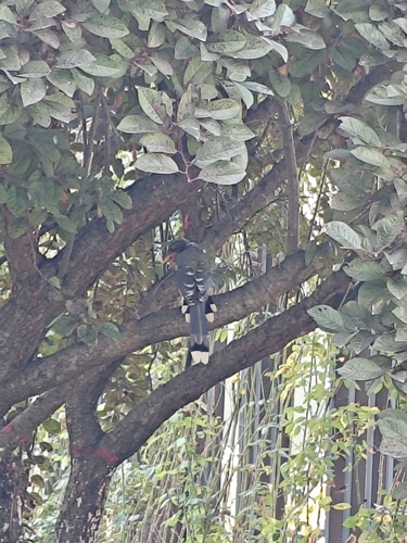 Red-billed Blue-Magpie