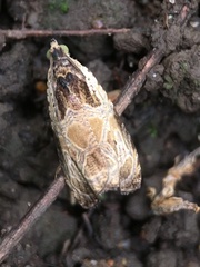 Olethreutes connectum