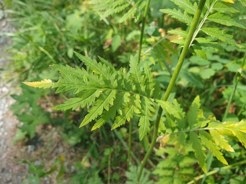 Tansy-leaved Rocket (Descurainia tanacetifolia)