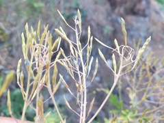 Descurainia tanacetifolia, photograph (c) Clément Maouche, some rights reserved (CC BY)