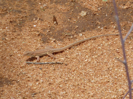 Smith's Sand Racer
