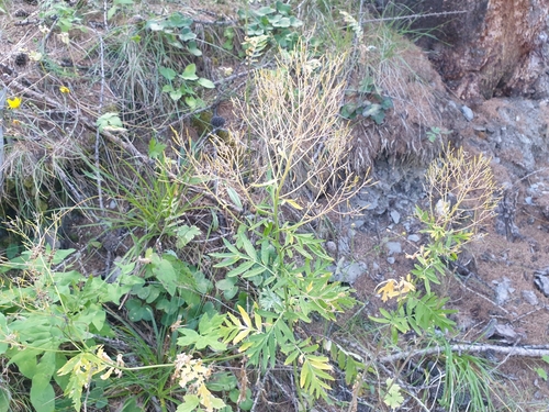 Descurainia tanacetifolia, photograph 3