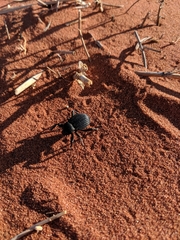Gonopus