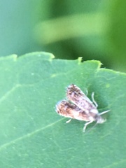Zygaenoidea