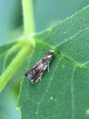 Zygaenoidea