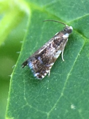 Zygaenoidea