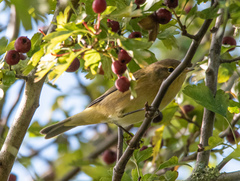 Phylloscopus collybita