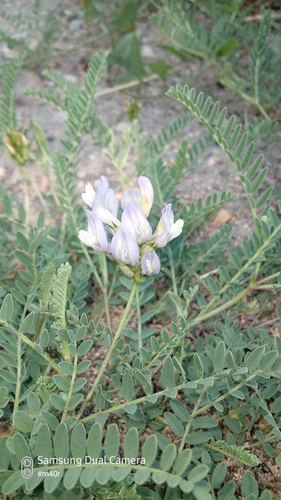 Tibet Milkvetch (Astragalus tibetanus)