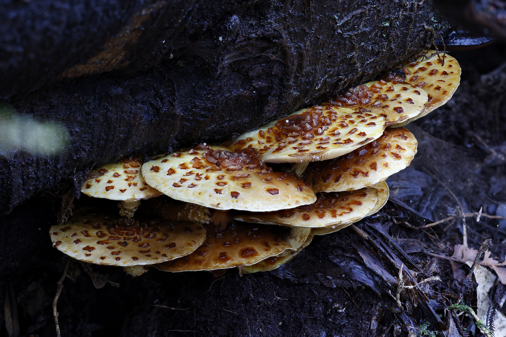 Pholiota glutinosa · July 2025 · photo: © mstirling (iNaturalist, cc-by)