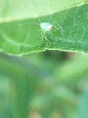Ilnacora stalii