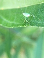 Ilnacora stalii