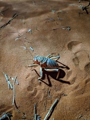 Acanthoproctus diadematus