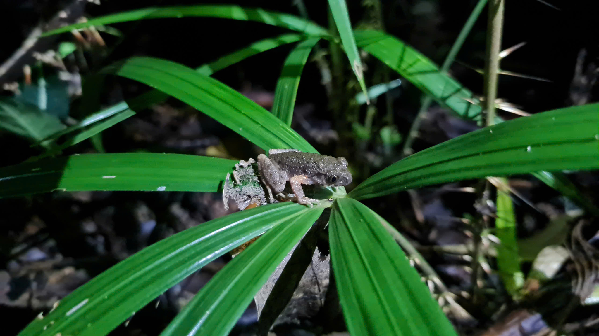 Firth's Litter Toad photo 2