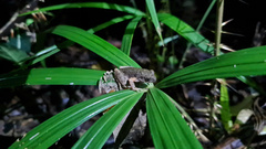 Firth's Litter Toad photo 1