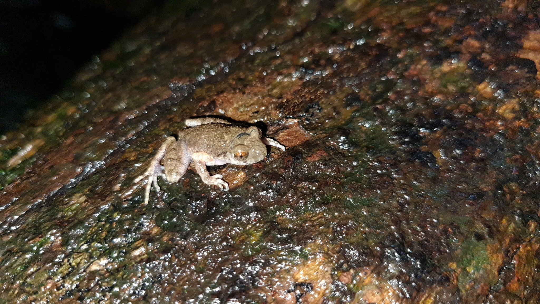 Firth's Litter Toad photo 3