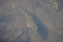 Channa argus