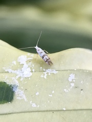 Argyresthia thuiella