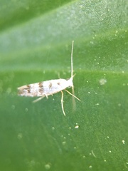 Argyresthia thuiella