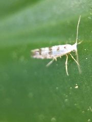 Argyresthia thuiella