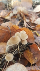 Mycena occidentalis
