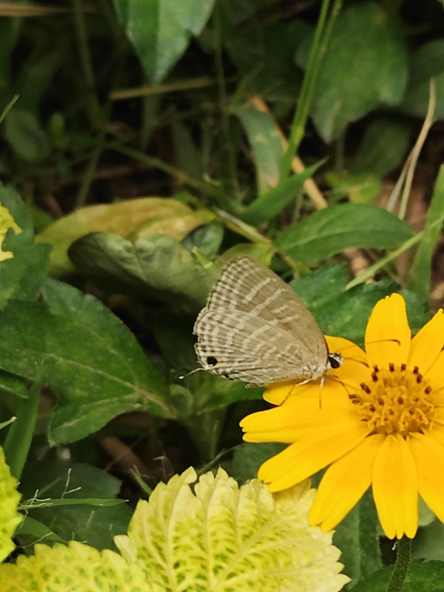 Common Cerulean