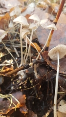 Mycena occidentalis