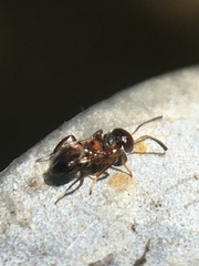 Encyrtus
