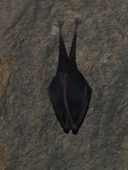Rhinolophus hipposideros
