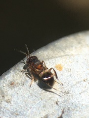 Encyrtus