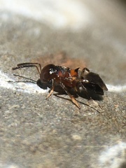 Encyrtus