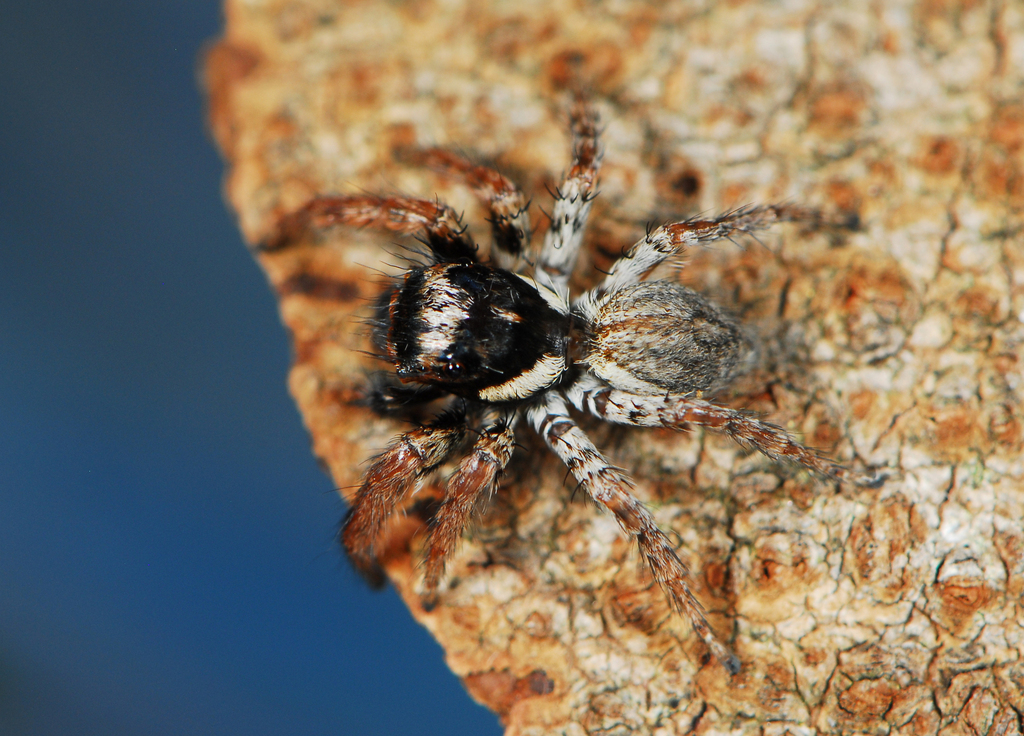 Parajotus obscurofemoratus