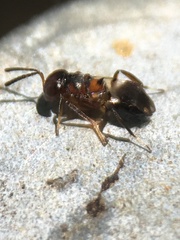 Encyrtus