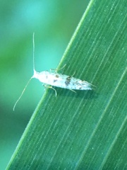 Argyresthia thuiella