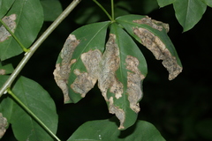 Leucoptera laburnella