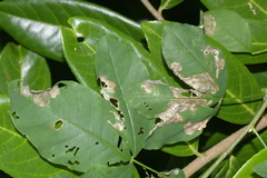 Leucoptera laburnella