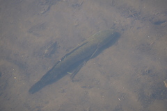 Channa argus