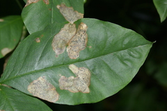 Leucoptera laburnella