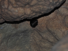 Rhinolophus hipposideros
