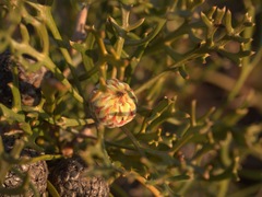 Isopogon mnoraifolius