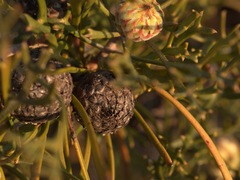Isopogon mnoraifolius