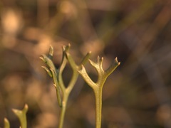 Isopogon mnoraifolius