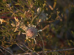 Isopogon mnoraifolius