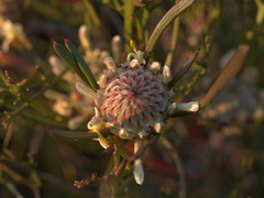 Isopogon mnoraifolius