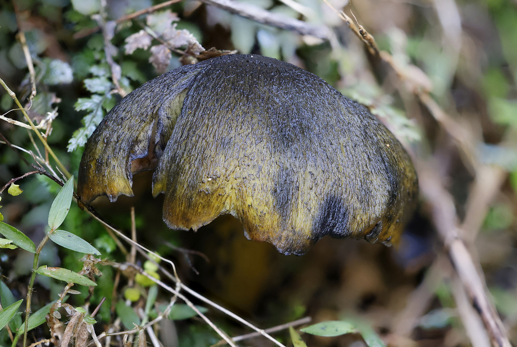 Hygrocybe astatogala · July 2025 · photo: © mstirling (iNaturalist, cc-by)