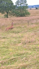 Cervus elaphus elaphus