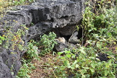 Notocitellus adocetus