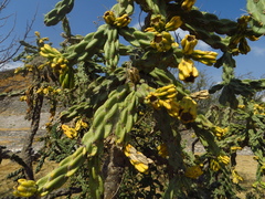 Cylindropuntia imbricata