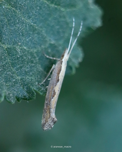 Diamondback Moth