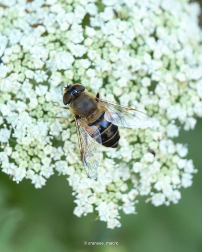 Eristalis similis