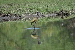 Plegadis chihi